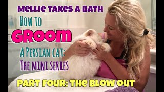 Mellie Takes a Bath – How to Groom a Persian Cat – Part Four: The Blow Out